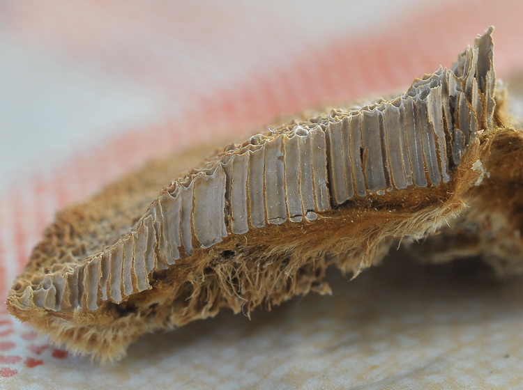Aphyllophorales corso